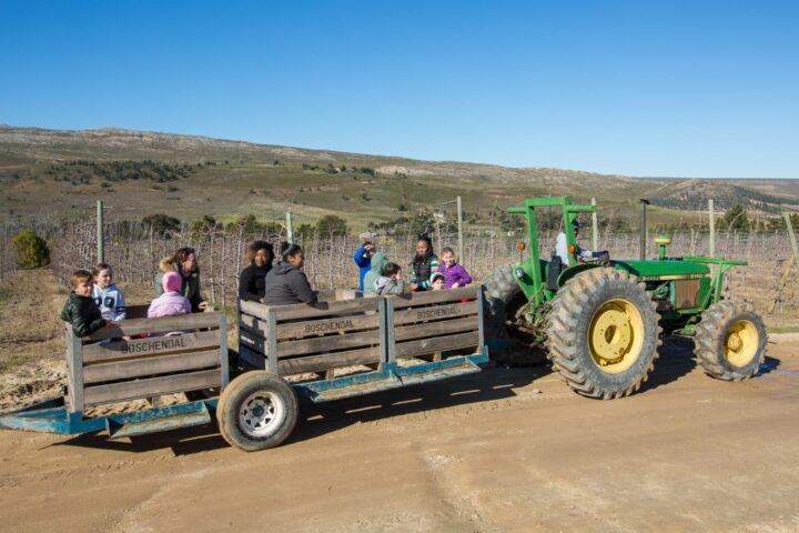 Families riding in a trailer pulled by a green tractor past the vineyards, Old Mac Daddy, Elgin Valley